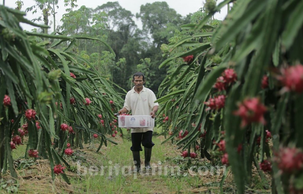 Ini Solusi Anjloknya Harga Buah Naga di Banyuwangi