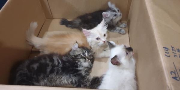 4 Anak Kucing Diselundupkan Dalam Celana