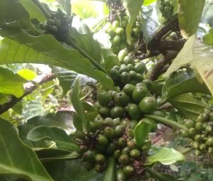Gulma, ‘Musuh’ Petani Kopi di Musim Hujan