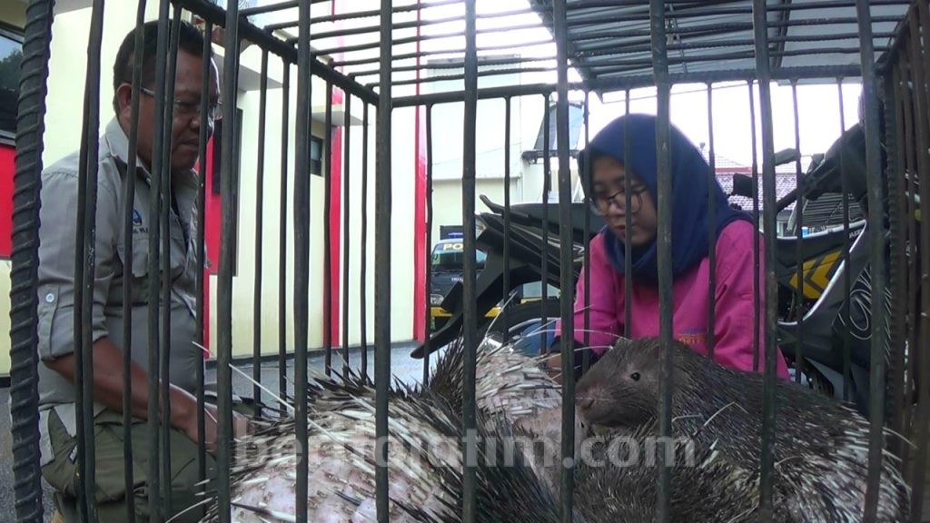 Polres Malang Gagalkan Penjualan Landak Jawa