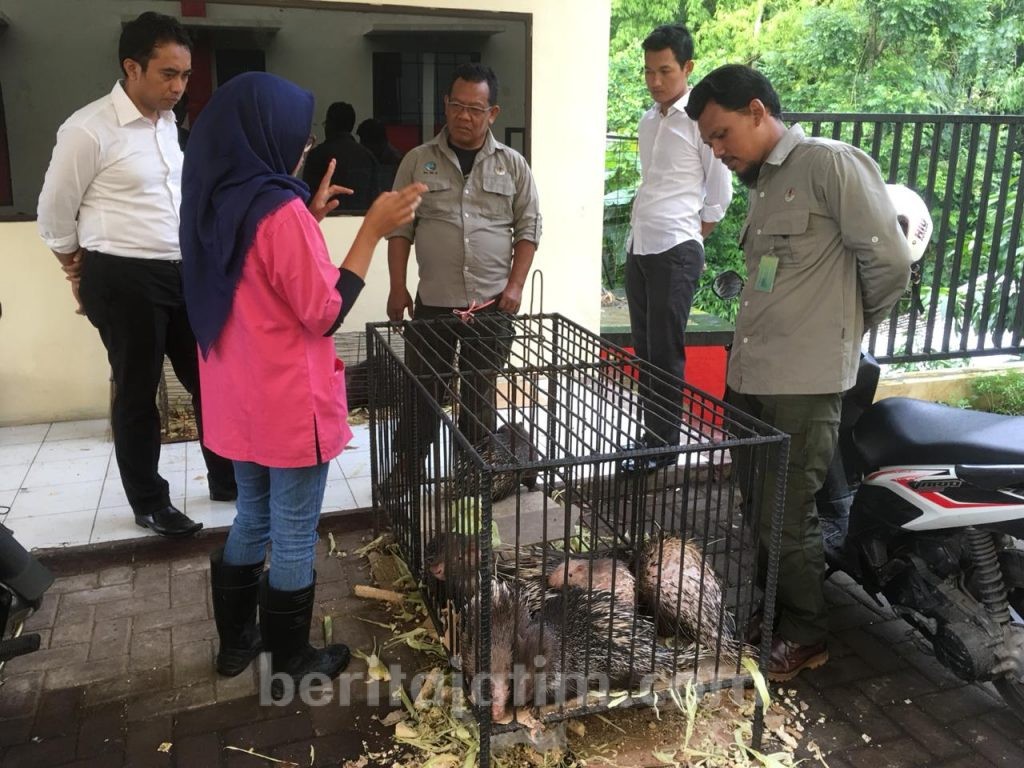 Landak Jawa Dilindungi, Jangan Berburu Sembarangan