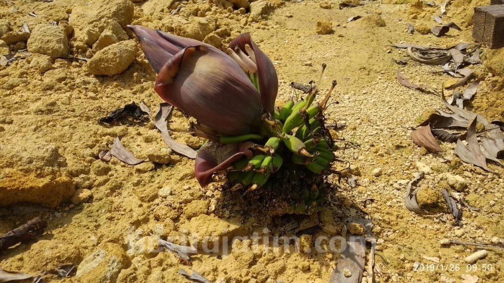 Heboh, Pisang Tumbuh dari Dalam Tanah