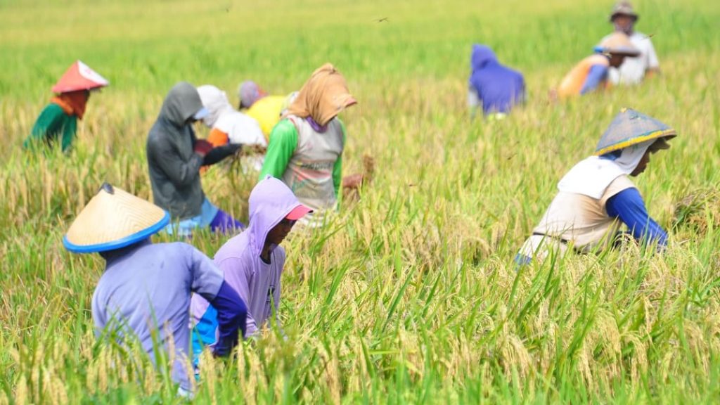 Panen Pertama Petani Sekitar Sungai Bengawan Solo