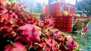Tak Laku, Buah Naga Banyuwangi Buat Pakan Bebek