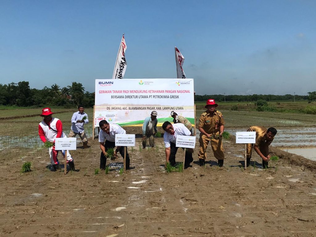 Agar Produktivitas Padi Meningkat, Pemupukan Berimbang Jadi Andalan
