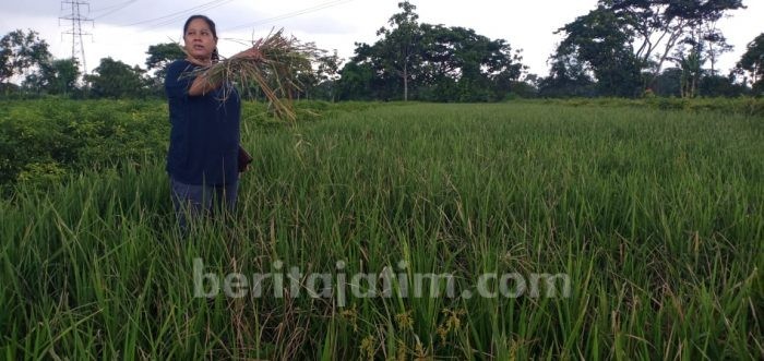 Puluhan Petani di Kediri Pasang Bom Asap, Ini Penyebabnya
