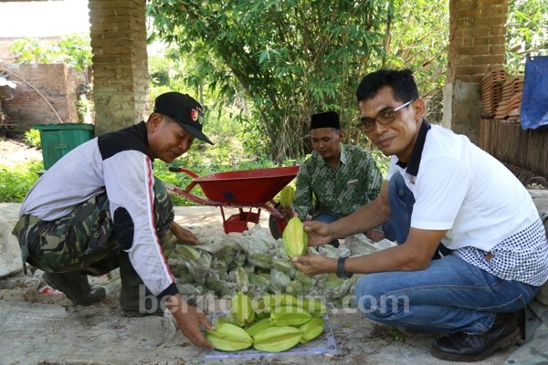 Kisah Sukses Anggota TNI Kediri Bertani Buah Belimbing