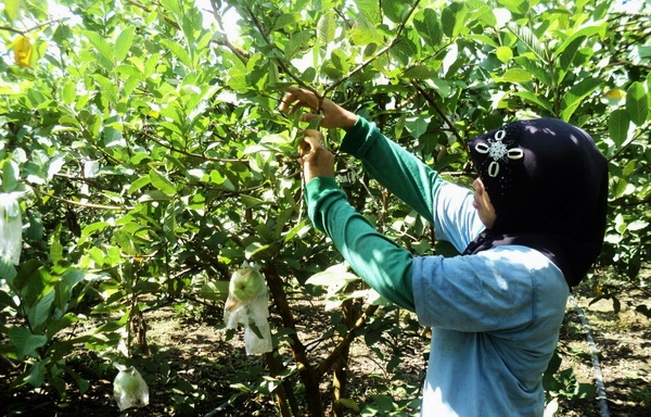Hujan, Lindungi Tanaman Buah dengan Fungisida