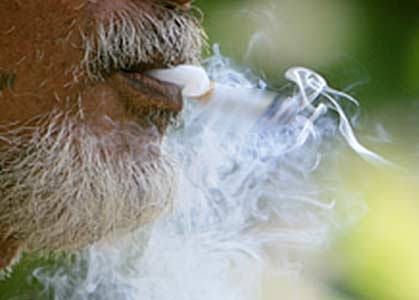 Area Kawasan Tanpa Rokok Diperbanyak, Denda Segera Berlaku