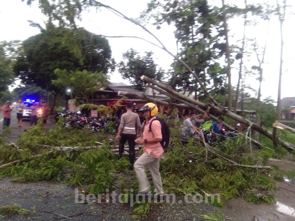 Hujan Angin 2 Jam, Puluhan Pohon di Trenggalek Roboh