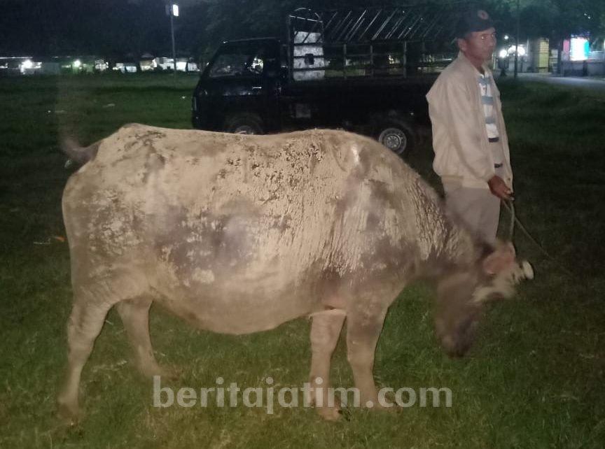 Warga Pulau Kangean Curi Kerbau Ditukar Traktor