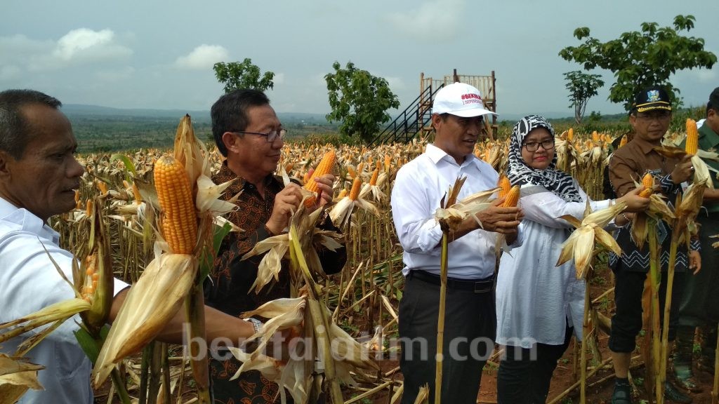 Panen Raya Jagung, Petani Tuban Hasilkan 400 Ribu Ton Jagung