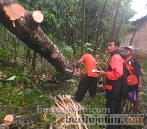 Angin Puting Beliung Kembali Mengamuk di Jember