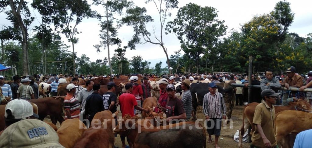 Lapak Tergusur Jalan Tol, Pedagang Pasar Hewan Singosari Protes