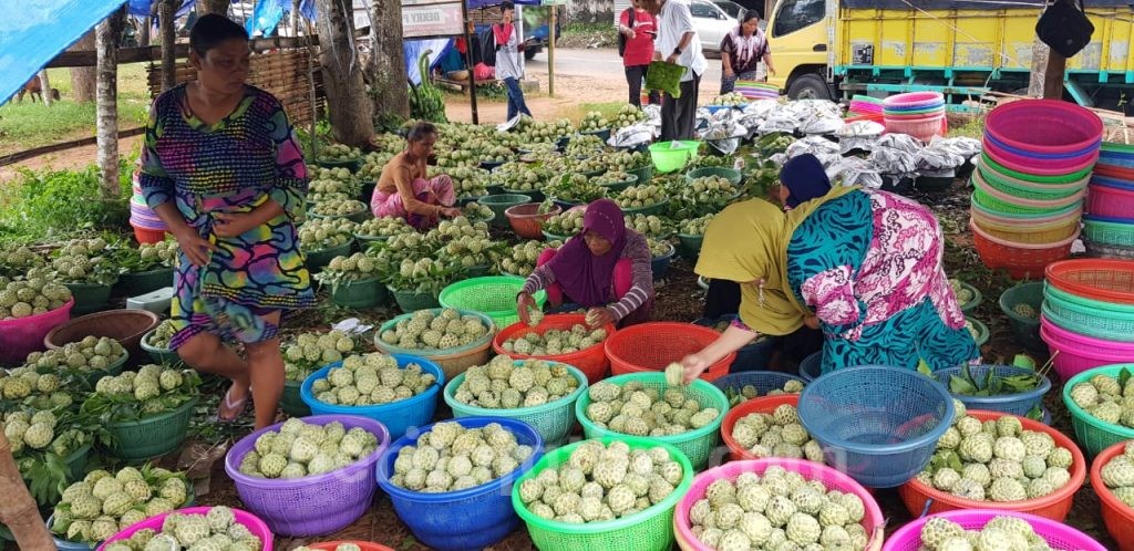 Agro Wisata Srikaya di Sumenep: Bisa Petik Buah Langsung di Pohon