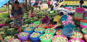 Agro Wisata Srikaya di Sumenep: Bisa Petik Buah Langsung di Pohon