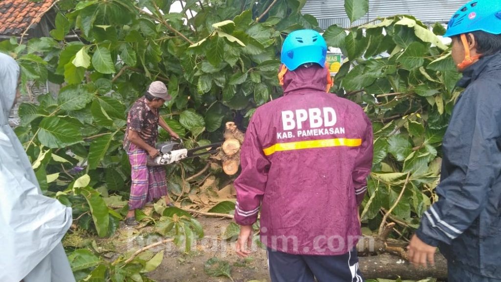 Dua Pohon di Pamekasan Tumbang