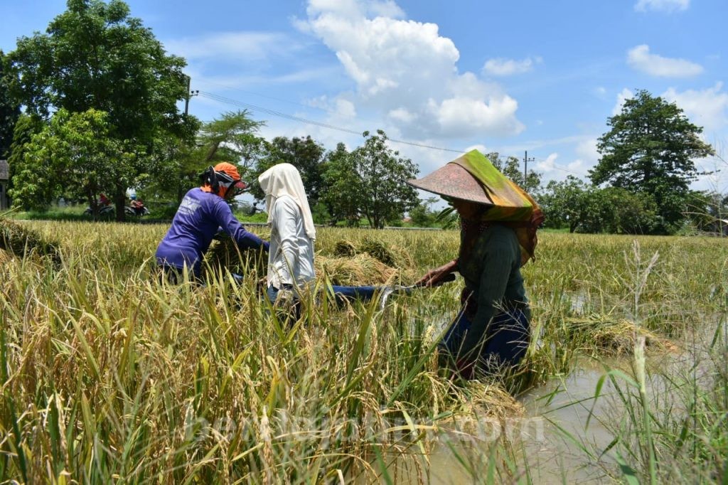 Banjir, Petani Gresik Panen Awal