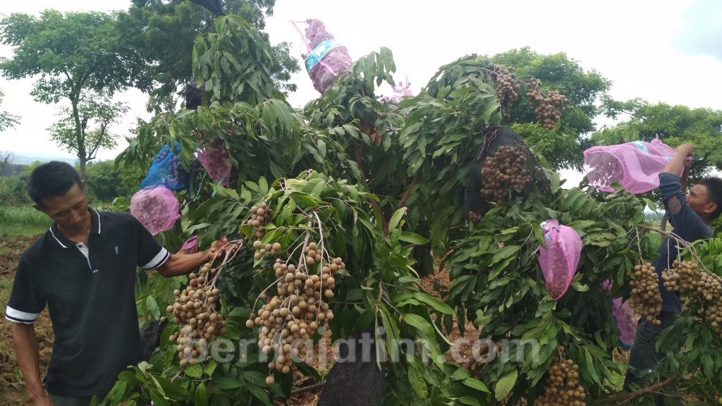 Panen Perdana Kelengkeng, Satu Pohon Hasilkan 40 Kg