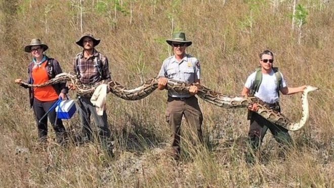 Ular Piton Lebih dari 5 Meter dan Sedang Hamil Tua