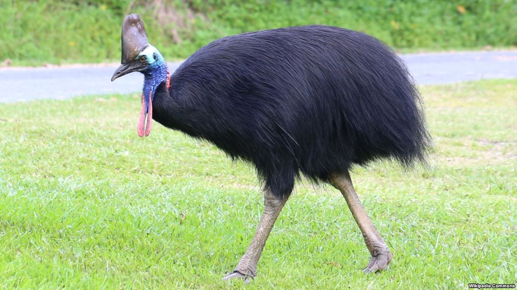 Burung Kasuari Serang Pemiliknya Hingga Tewas