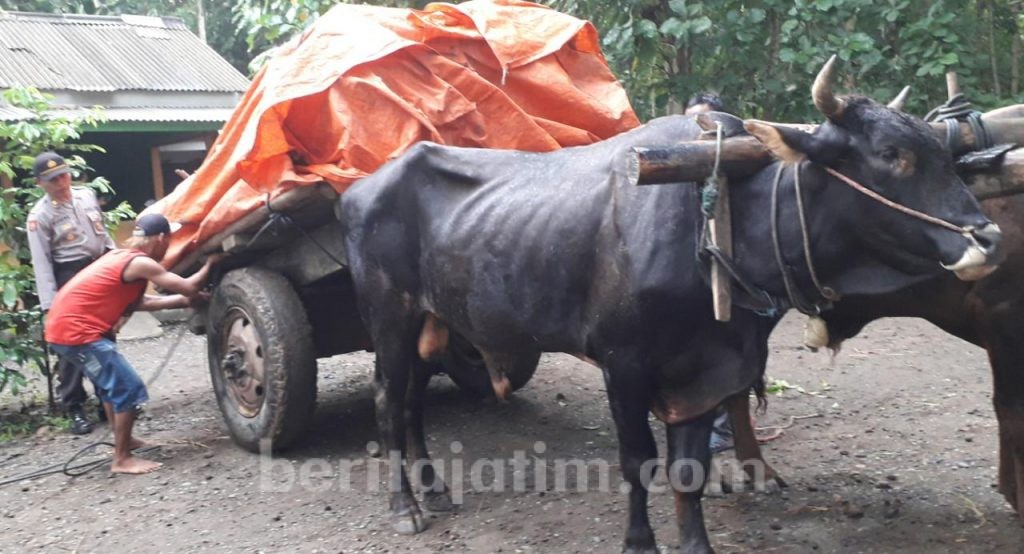 Pemilu: Saat Manusia, Sapi, dan Kuda Bersatu Tembus Pelosok Jember