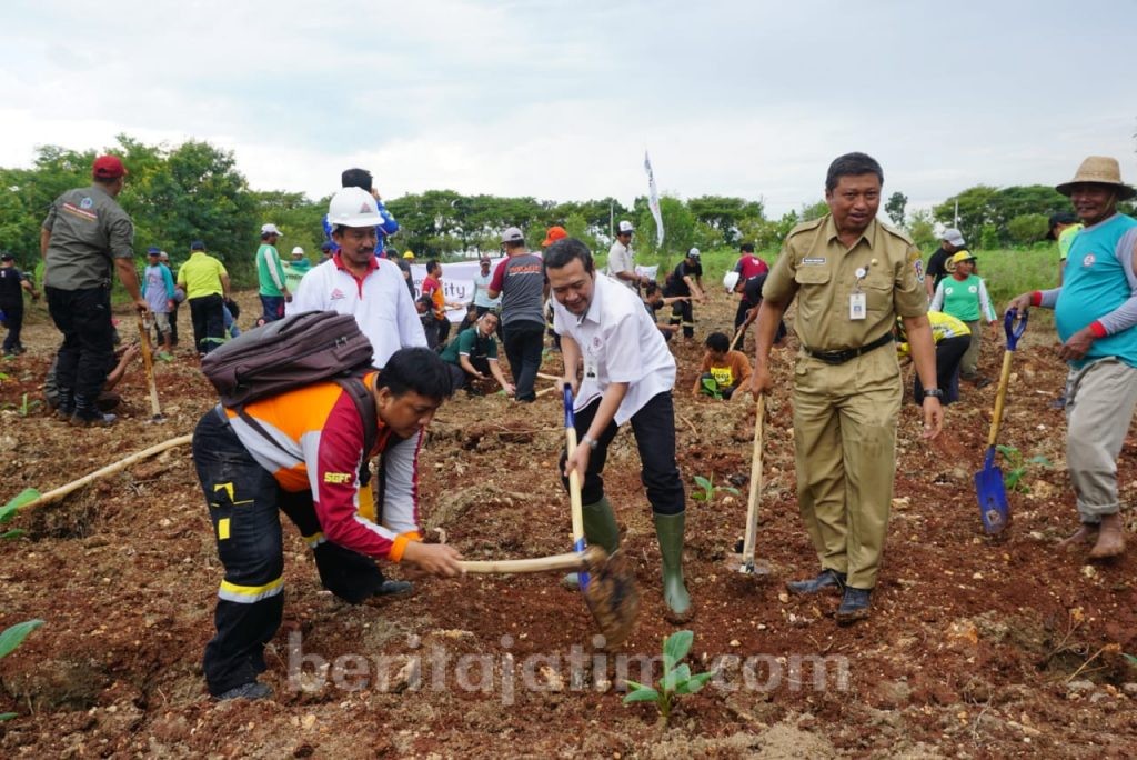 Semen Indonesia Tanam Pisang Cavendish di Lahan Pacsa Tambang