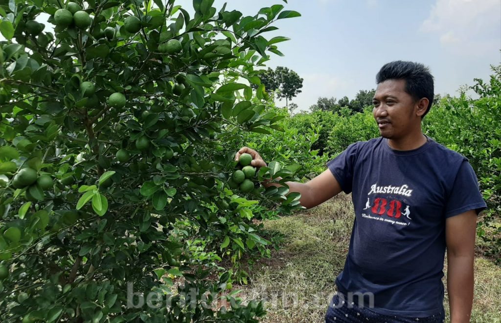 Mendekati Ramadan, Jeruk Nipis Ujungpangkah Banyak Diminati