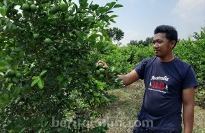 Mendekati Ramadan, Jeruk Nipis Ujungpangkah Banyak Diminati