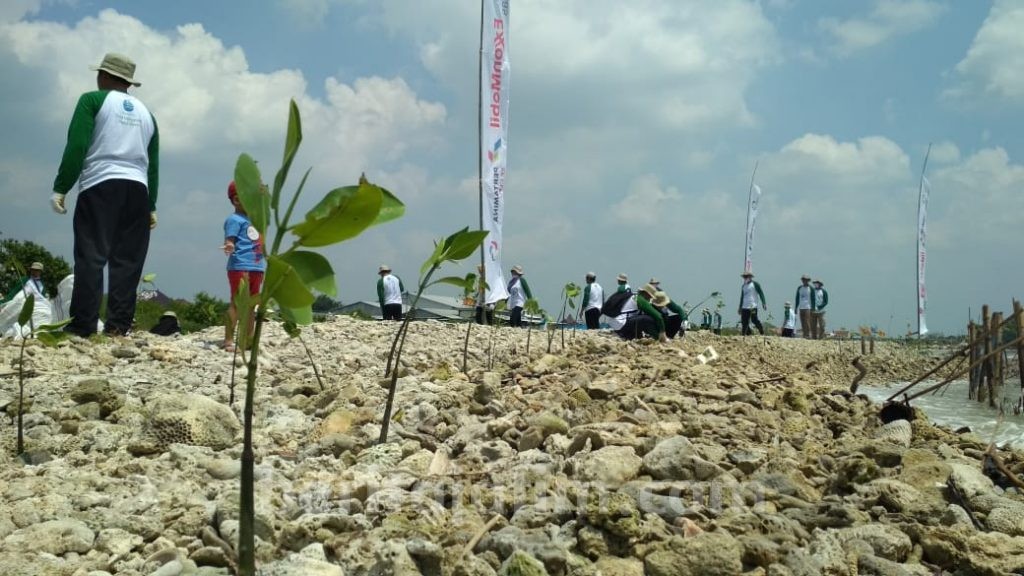 Cegah Abrasi Laut, EMCL Tanam Mangrove di Pantai Palang