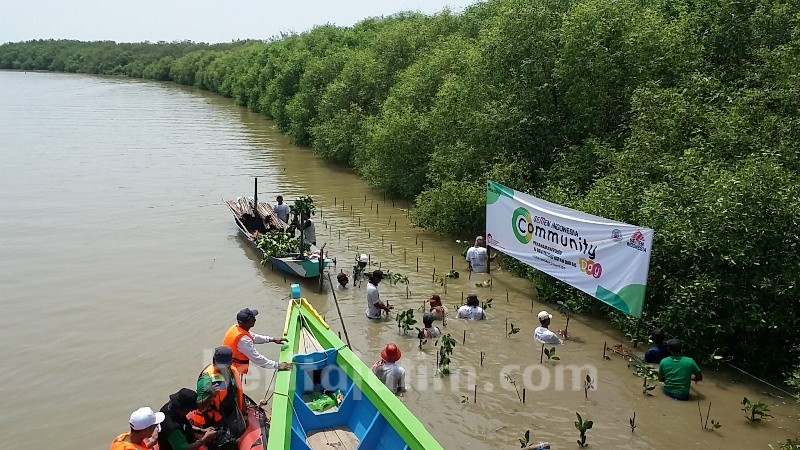 SI Tanam 1.000 Mangrove dan Tebar 2.500 Benih Ikan di Pesisir Utara Gresik