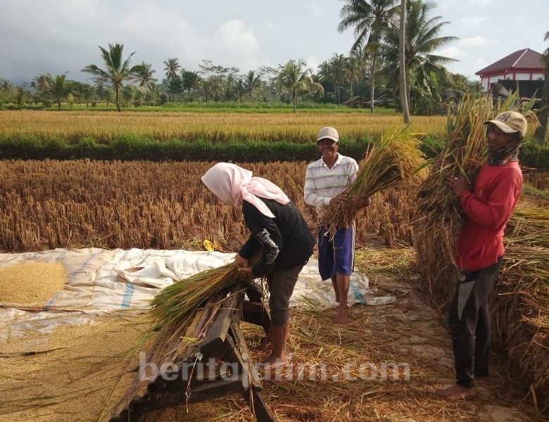 Pemerintah Hanya Bingung Jika Harga Padi dan Cabai Naik