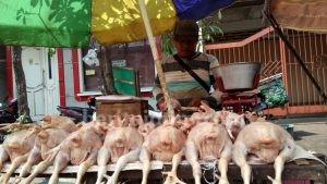 Naik, Daging Ayam di Kota Mojokerto Rp 34 Ribu/kg