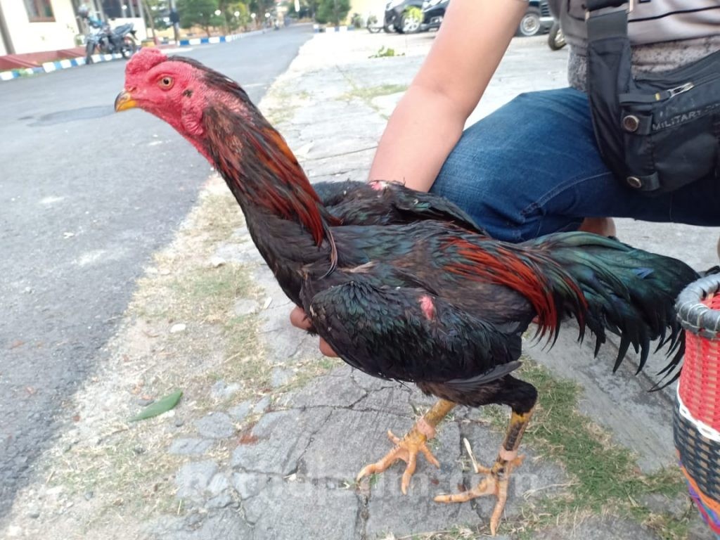 Gerebek Judi Sabung Ayam, Amankan 7 Tersangka