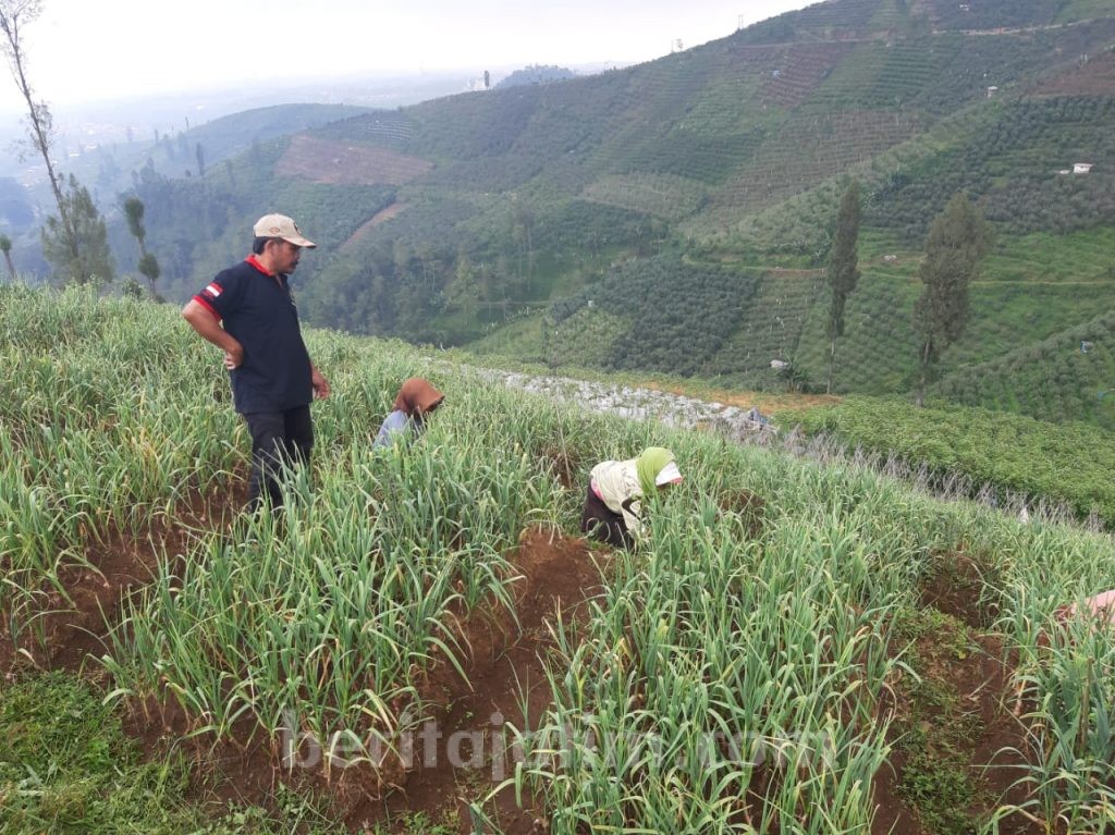 Potensi Lahan Bawang Putih di Pasuruan 3 Ribu Hektar