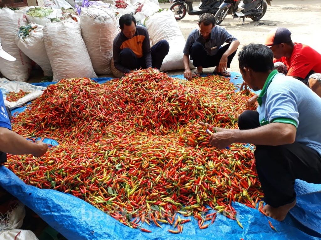 Gerak Cepat Selamatkan Harga Cabai Rawit di Tuban