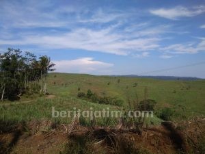 Menangi Gugatan, PTPN XII Pancursari Akan Tertibkan Lahan Sengketa