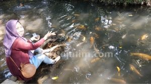 Di Kolam Sumber Wuluh, Ngabuburit Berteman Ikan