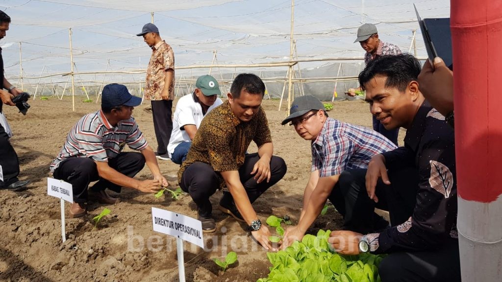 2019, PTPN X Tanam Tembakau Seluas 510 Hektar