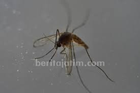 Eliminasi Malaria, Kemenkes dan UNICEF Serukan Kolaborasi Semua Sektor
