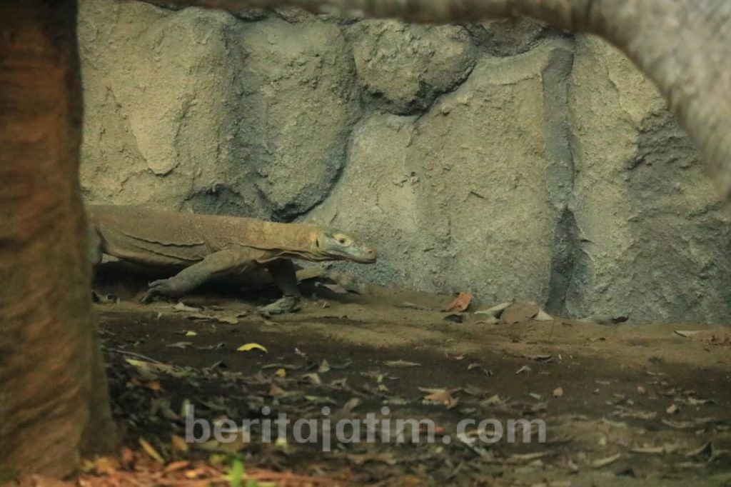 Libur Lebaran Jatim Park Datangkan Dua Hewan Purba