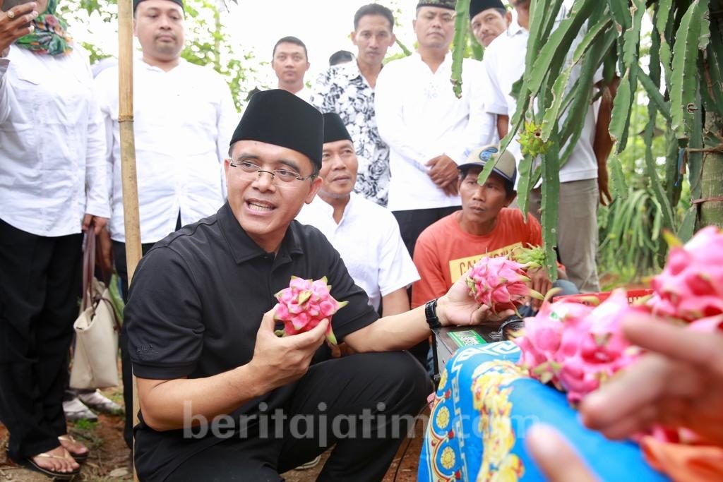 Buah Naga Semi Organik Lebih Menguntungkan