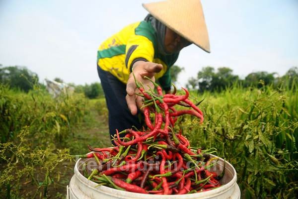 Pasca Lebaran, Harga Cabai Turun