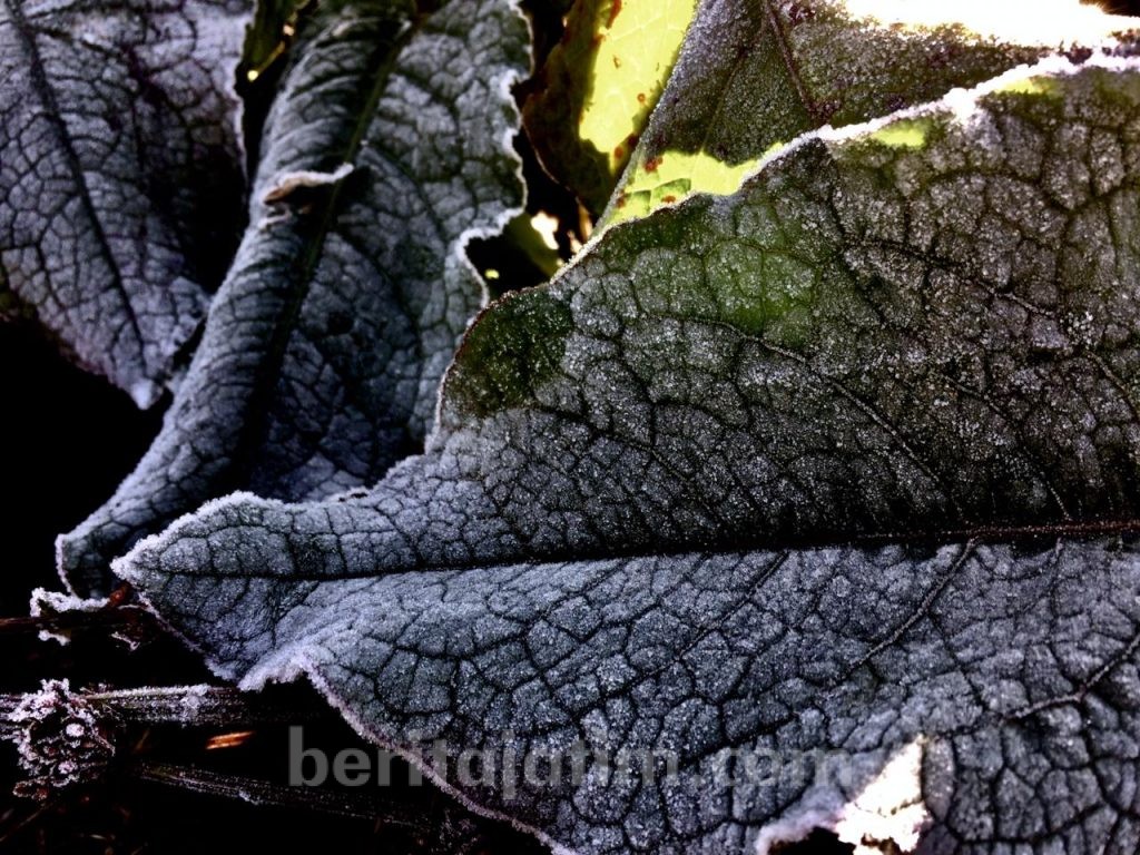 ‘Salju’ di Tengger, Embun Upas Bisa Merusak Tanaman Kentang