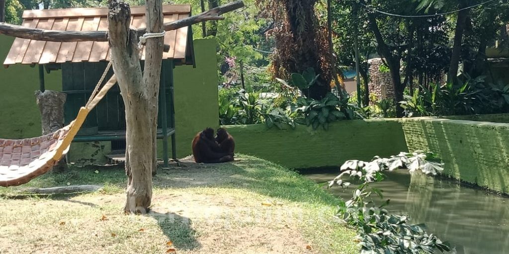KBS: Video Penganiayaan Orang Utan di Medsos itu Hoax