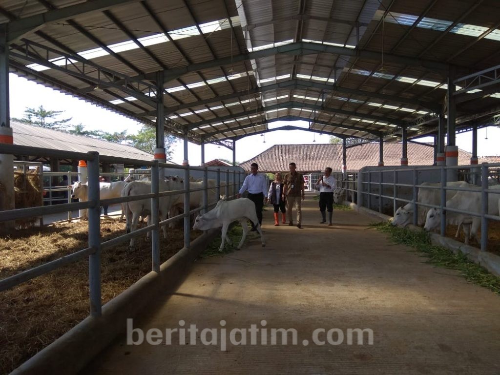Pengembangan Sapi dengan Teknologi, Hasilkan Kualitas Bagus