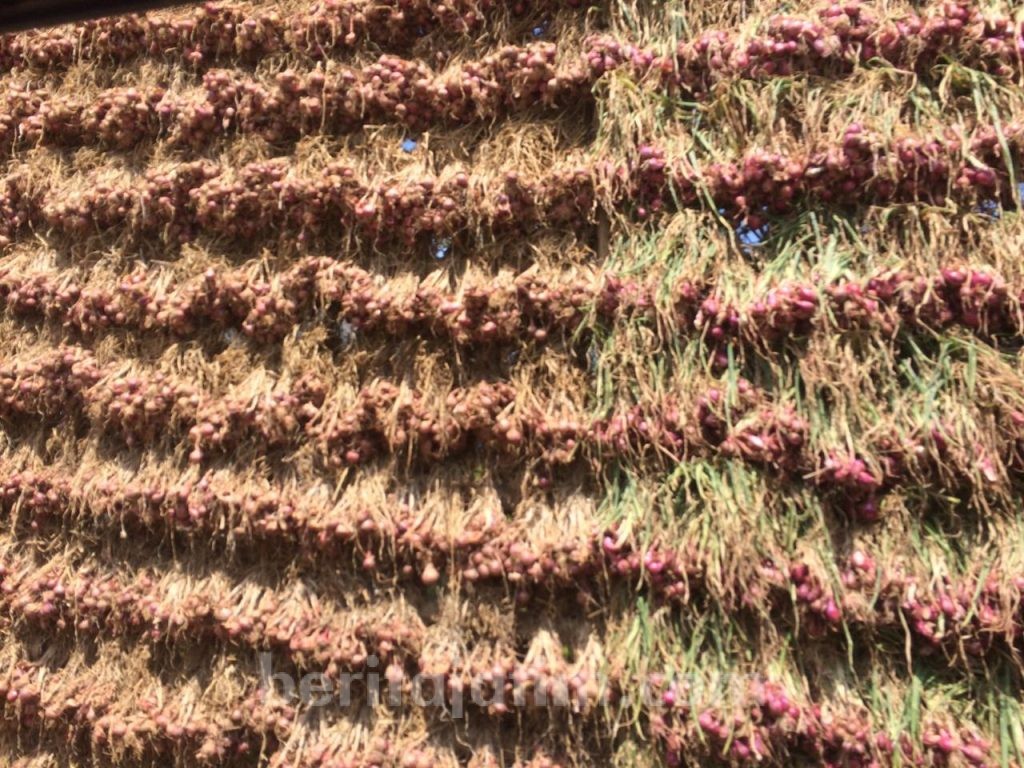Ngantang Dan Pujon Salah Satu Penyumbang Produksi Bawang Merah