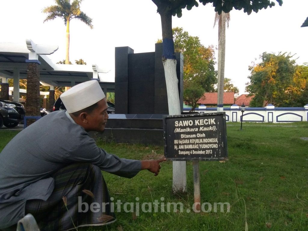 Sawo Kecik Peninggalan Ani Yudhoyono Tumbuh Subur di Sampang
