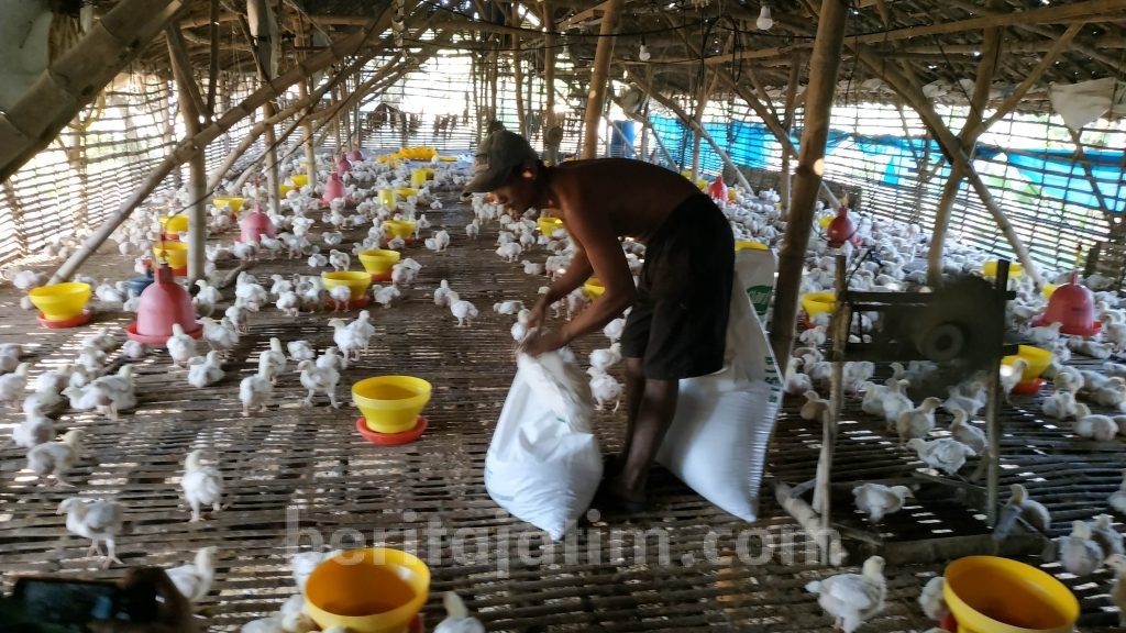 Harga Anjlok, Peternak Ayam Potong di Mojokerto Was-was