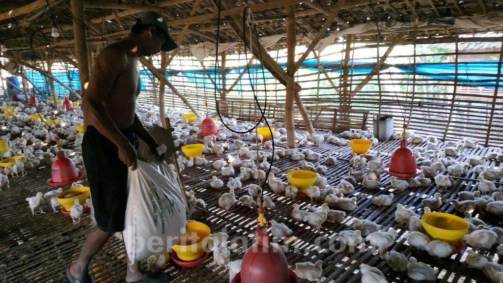 Harga Ayam Potong Anjlok, Ada Monopoli Segelintir Perusahaan Besar?